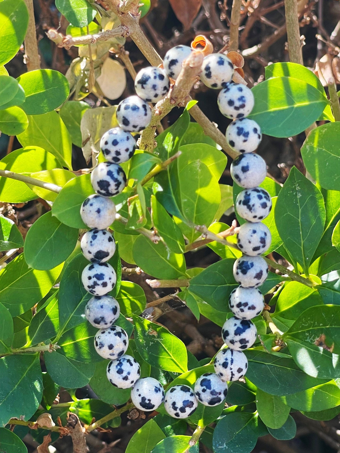 Dalmatian Jasper Bracelet